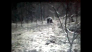 DOGMAN Michigan Dogman The Gable Film Full version unedited purests version