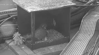 Peregrine falcons webcam 2024