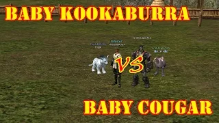 Baby Kookaburra VS Baby Cougar / Lineage 2 Interlude