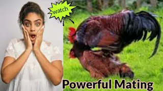 Chicken and rooster lovely moment | Hen and rooster video |part 1