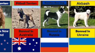 The Most Banned Dog Breeds In The World from different countries | comparison | banned dog breed