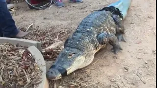 Alligator with 3D printed tail