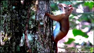 Cri de l'écureuil roux/Cry of the red squirrel