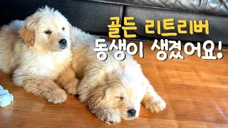 We have a new golden retriever sister, which is super big and super cute…  | First day of adoption