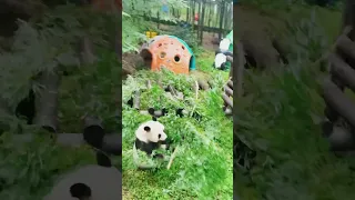 大熊猫华丽：功夫熊猫的席位，我也要占一个！ #panda #大熊貓