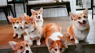 Bangkok, Thailandia: Corgi in the garden è il pet café "gestito" da dolci cagnolini