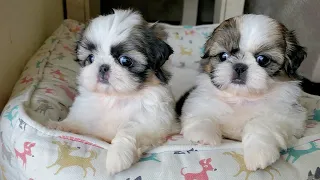 Most  Adorable Shih Tzu Puppies 🐶