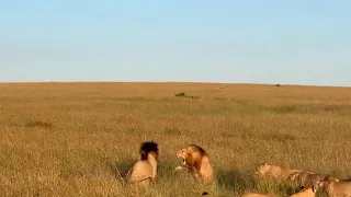 Male lion attacks an intruder only to realise its his brother