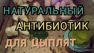 #влог//Натуральный Антибиотик для Цыплят//Цыплята от 0 до 10 дней//Чем Поить?//Лучшая Несушка!