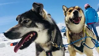 Juneau Helicopter Flight and Dogsledding Experience