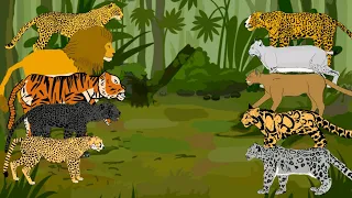 Big cats animation—all animation