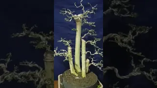 pengawatan, pruning dan seleksi ranting bahan bonsai serut grouping.