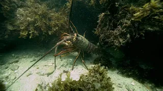 wrestling lobster