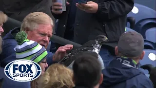 Huge Bird Lands On Fan's Head At Seattle Seahawks Game