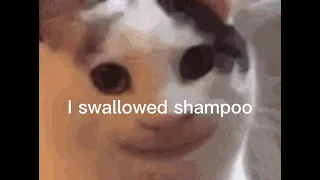 I swallowed shampoo (cat version)