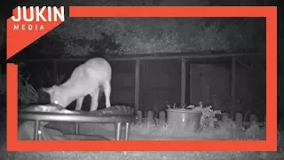 Fox Cubs Caught Playing on Trampoline