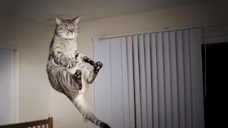 Funny Cat Jump Fail