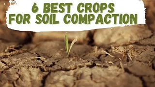 6 Best Crops For Soil Compaction