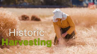 Harvesting Wheat in the 1890s