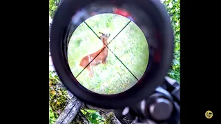 Lov srnjaka, propuštanje mladog grla | Roebuck hunting 🦌📷