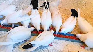 Мои голуби в новой голубятне. My pigeons in a new dovecote.