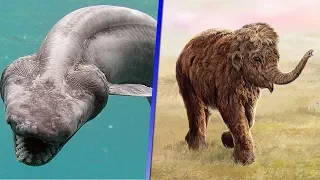 8 Criaturas Prehistóricas Aun Viven Entre Nosotros ¡EXTRAÑAS Y SORPRENDETES!