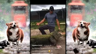 Alligator Gets Embarrassed! 🙈 (TikTok Compilation)