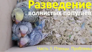 Разведение волнистых попугаев. Проблемы в разведении. Птенцы волнистых попугаев