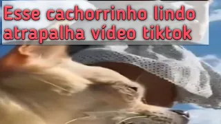 Cachorro sai do nada e atrapalha video!!