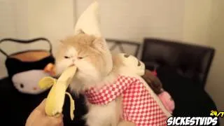 Cat Compilation Funny Fail Cat Videos