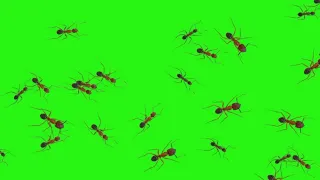 Ants Green Screen Effects (Real Footage) HD video