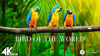 Macaw Parrots 4K - Stunning Birds in 4K 🐦 - Relaxing Music With Colorful Birds In The Rainforest