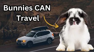 How to Drive with a Rabbit | Road Trip with a Bunny