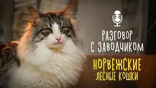 Разговор с заводчиком: норвежская лесная кошка/ всё о породе/ norwegian forest cat