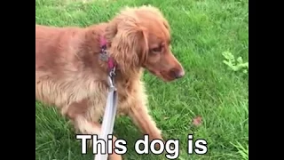 This dog fell in love at first sight with a cat