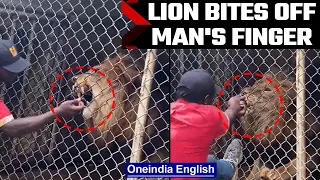 Lion bites man's finger after he sticks his hand into cage, Watch  | Oneindia News