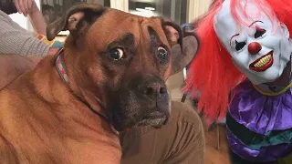 Funny Cats and Dogs Scared Of Halloween - Try Not To Laugh 😂 | Cool Pets