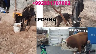 Се гови чушой фуруши срочна 931707092