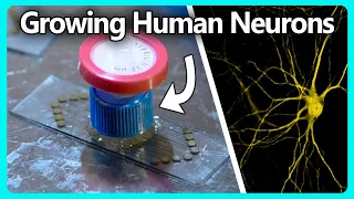 Growing Human Neurons Connected to a Computer