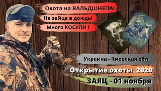 Открытие охоты на зайца 2020. 01 ноября. Охота на вальдшнепа в Украине. Охота на зайца в Украине.