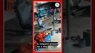 #WATCH | A leopard preyed on a dog sleeping beside its owner in a garage in Maharashtra