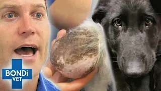 Top 5 Biggest Lumps Removed 😨💥 | Bondi Vet Compilation | Bondi Vet