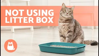 My CAT POOPS Outside the LITTER BOX? 🐱💩 (7 Causes and Solutions)