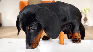 Hot Dog Challenge.