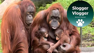 Magic Moment As Orangutan Mother Has First Interaction With Her Baby