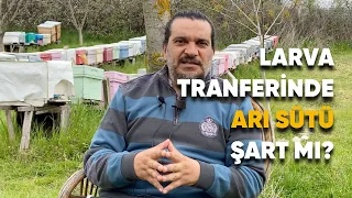 Larva Transferinde Arı Sütü Şart mı?