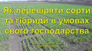 Як перевіряти сорти та гібриди в умовах свого господарства