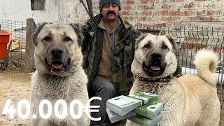 40000 EURO PRICE KANGAL DOGS | AWASOME  QUALITY !!!
