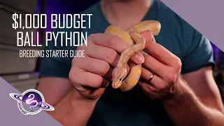 Ball Python Breeding Starter Guide | $1,000 Budget | Leviathan Snakes