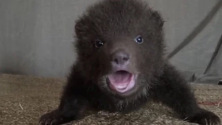 Cute Baby Bears rescue and release (piccoli Orsi salvati)